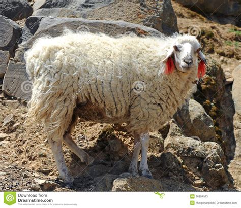 Tibetan Sheep Stock Photos Image 16804573