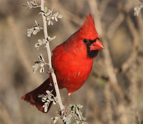 Northern Cardinal Cardinalis Cardinalis Farmlands Near Ba Flickr