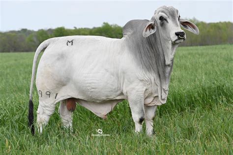Gray Brahman Cattle For Sale In Texas Buy Bulls And Heifers