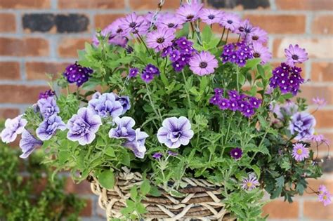 10 Best Trailing Plants For Hanging Baskets Bbc Gardeners World