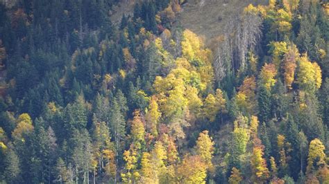 Aerial View Of Green Yellow Red Autumn Trees Slope Mountain Hd Autumn