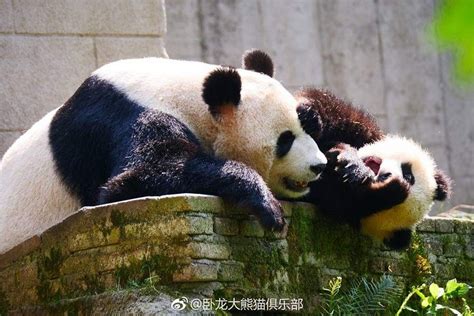 Giant Panda Pang Da Hai With Mama Ying Hua At Bifengxia In 2018 Panda