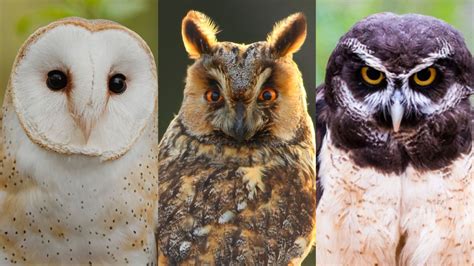 Can You Identify These Owl Species From A Photo Howstuffworks