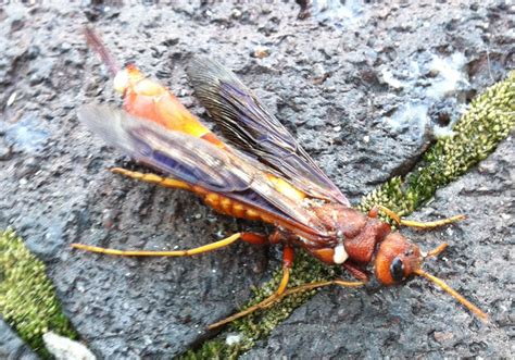 However, we still get a lot of calls and. Pigeon Horntail stepped on by Steve's mom - What's That Bug?