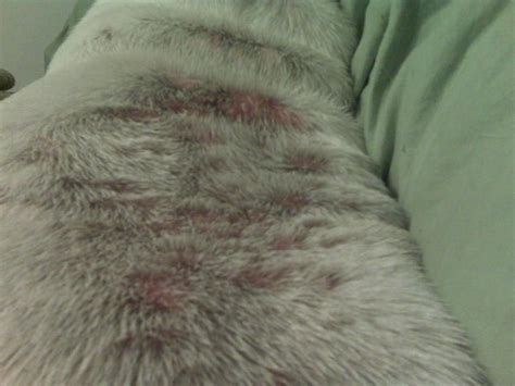 French Bulldog Bumps On Skin