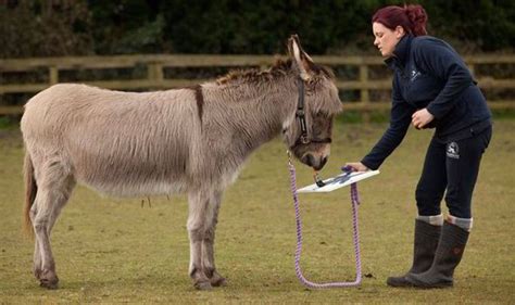 Donkey That Paints Must Be Pic Ass O Weird News Uk