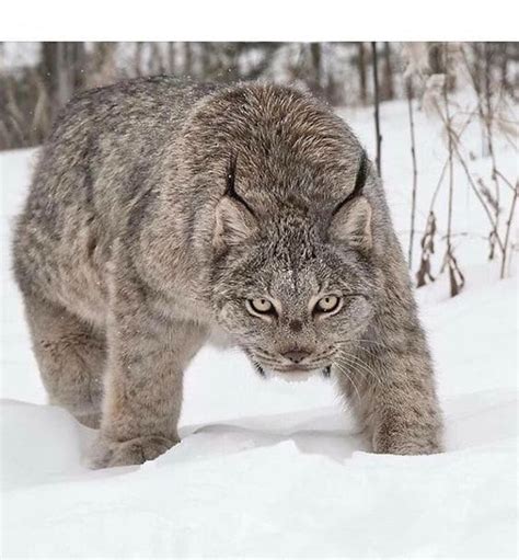 Cat Breed That Looks Like A Lynx