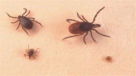 ‘very Aggressive Tick Whose Bite Causes Red Meat Allergies Not A Hoax