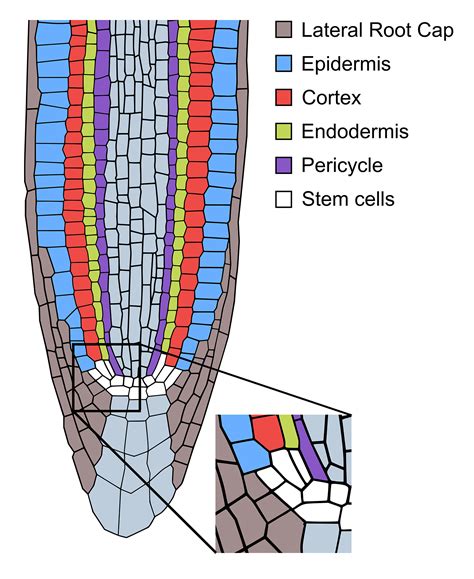 They are cells that have a distinct nucleus and other. IST Austria | Specialized plant cells regain stem-cell ...