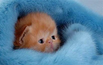 Kitten Kittens Fanpop Fluffy Cat Newborn Cats