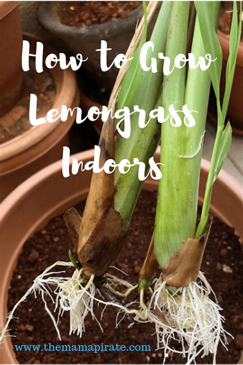 Department of agriculture hardiness zones 10 and 11, but you can dig up the plants and overwinter them indoors in. How to Grow Lemongrass Indoors | The Mama Pirate