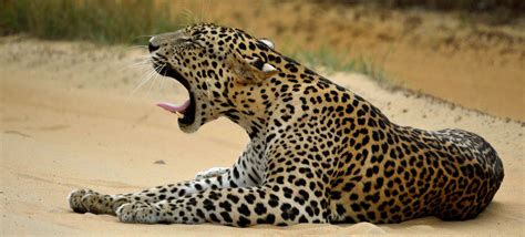 Immersive Leopard And Sloth Bear Safari Experience Safaris In
