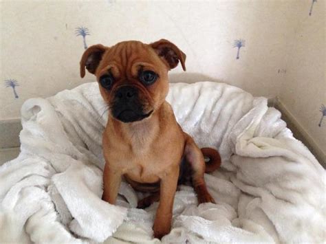Maman, confirmée cet été, c'est une chienne adorable et obéissante.papa est un très beau jack, cotation 4, recommandé pas le club du jack russell terrier.numéro d'identification de la mère : Mon chien est-il un carlin ? - Forum Choisir son chien ...