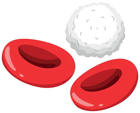 White Blood Cells Clip Art