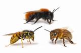 Bee Or Wasp Images