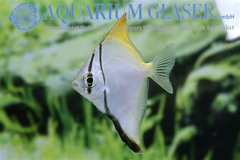 Monodactylus Argenteus Aquarium Glaser Gmbh