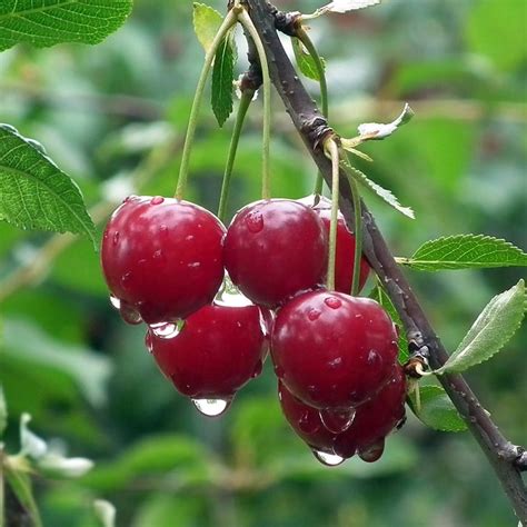 Buy Sweet Cherry Syn Prunus Avium Karina Cherry Karina