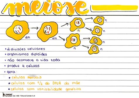 Mapa Mental Da Meiose