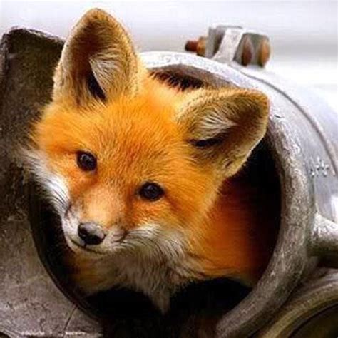 Sweet Fox Animals Animals Beautiful