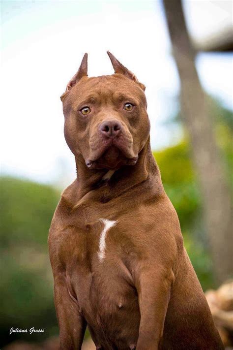 Search for a puppy or dog. Pitbull Kosova: The American Pit Bull