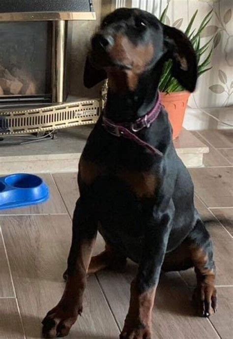 Doberman Bitch 5 Month Old In Whitby North Yorkshire Gumtree