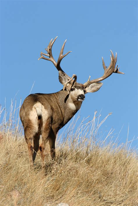 Big Mule Deer Buck Big Deer Mule Deer Whitetail Deer Photography