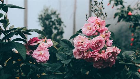 20 Best Flower Wallpaper Aesthetic Computer You Can Get It Free