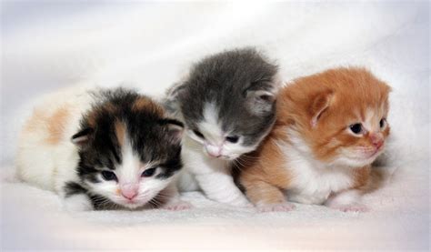 Cats And Kittens Ragamuffin