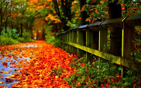 Wallpaper Autumn Red Leaves On Ground Fence Trees Blur Background