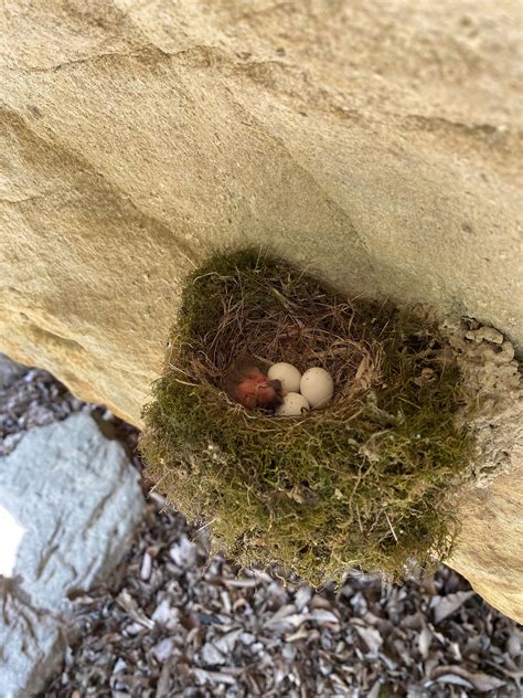 Bird Nest Made Of Moss Rmoss