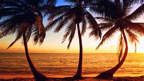 fondos de pantalla 1366x768 zona intertropical amaneceres y atardeceres mar costa arecaceae tres