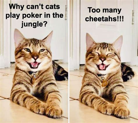 Cat One Liner Jokes Freeloljokes