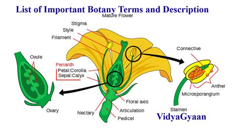 Botany Terms And Description Vidyagyaan