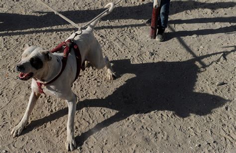 Bait Cats Used In Illegal Dog Fights As Brutal Bloodsport Surges In