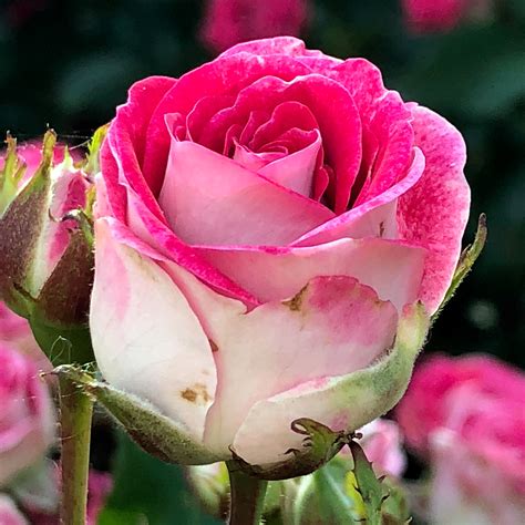 See more gardens for groups in portland on tripadvisor. Portland Rose Garden-International Test Rose Garden ...