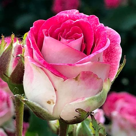 Rose garden florist 257 south main st., barnegat, nj 08005. Portland Rose Garden-International Test Rose Garden ...