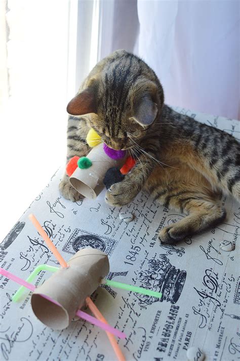 diy cat toys using empty paper towel rolls the samantha show a cleveland life style blog