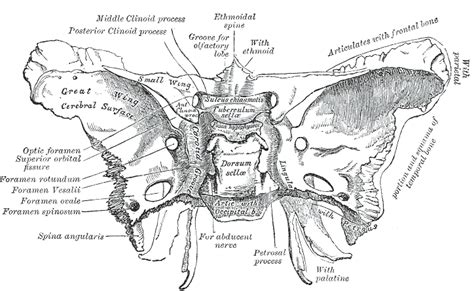 Greater Wing Of Sphenoid Bone Wikiwand