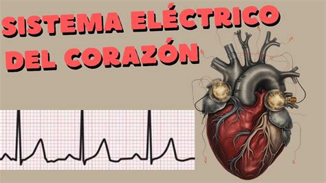Sistema De Conducción Cardiaco Y Propiedades Eléctricas Del Corazón
