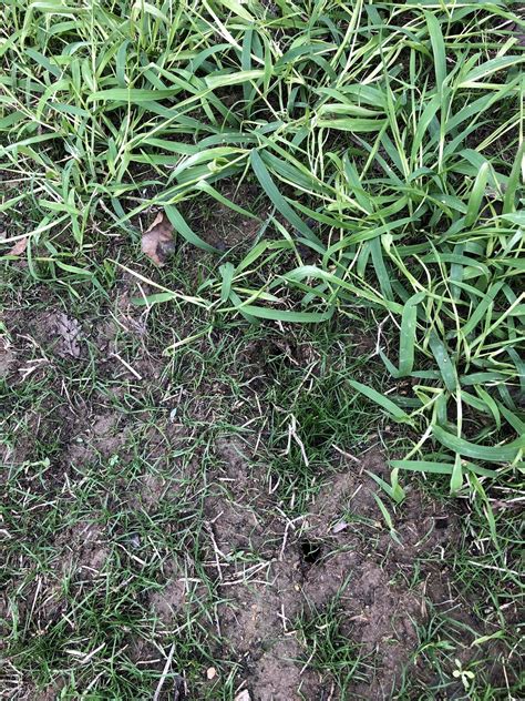 What Is Burrowing Under My Lawn And How Do I Stop It Lawncare