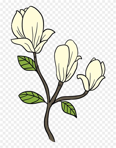 Easy Drawing Guides Magnolia Flower Drawing Step By Step Hd Png