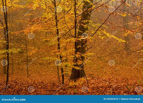 The Landscape Of A Golden Forest During A Beautiful Sunny Autumn Day