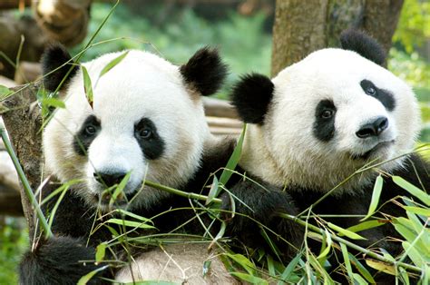Giant Pandas Arrive In The Netherlands On 12 April