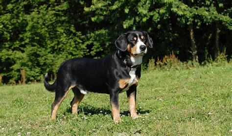 Entlebucher Mountain Dog History Personality Appearance