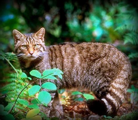 wild cat [felis silvestris] in germany this genus also comprises the domestic cat the smallest