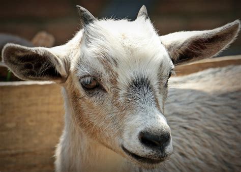 Free Images Nature Kid Cute Goat Horn Livestock Fauna Close Up