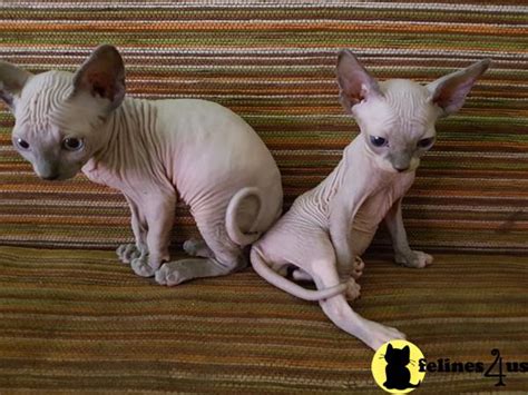 They are much smaller in person. Sphynx Kitten for Sale: kimas 2 Yrs and 10 Mths old