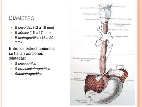 Anatomía De Esófago