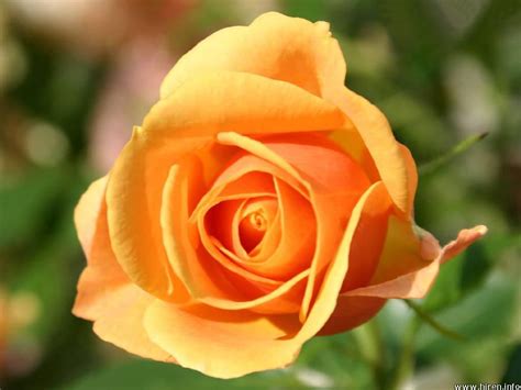 Yellow Rose Flowers Flower Hd Wallpapers Images
