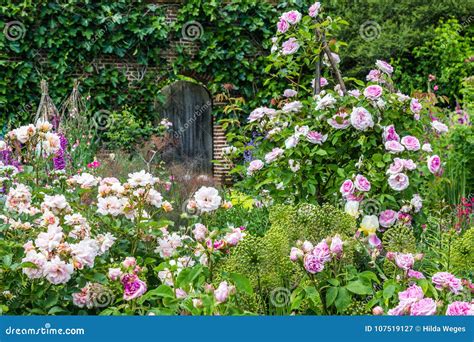 Old British Rose Garden Stock Image Image Of Rose Flower 107519127